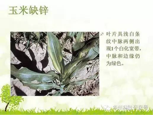 玉米病虫害防治图谱（上）