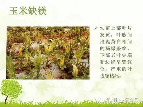 玉米病虫害防治图谱（上）