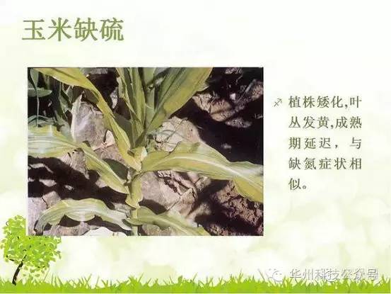 玉米病虫害防治图谱（上）