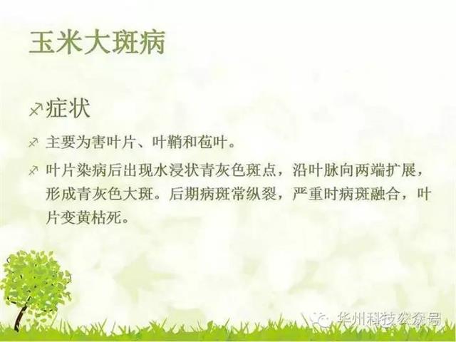 玉米病虫害防治图谱（上）