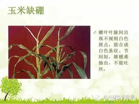 玉米病虫害防治图谱（上）