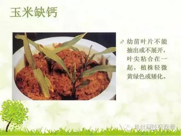 玉米病虫害防治图谱（上）