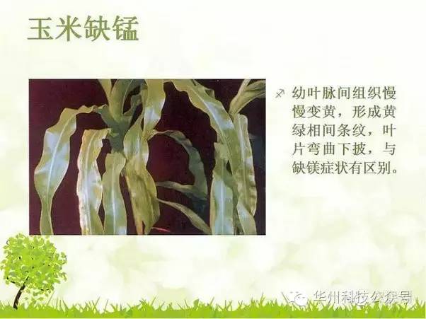 玉米病虫害防治图谱（上）