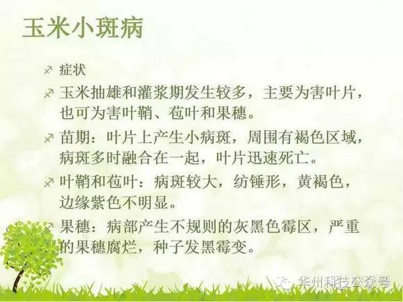 玉米病虫害防治图谱（上）