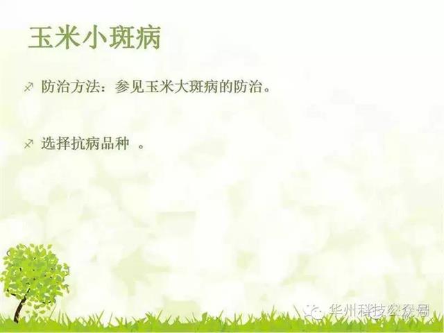 玉米病虫害防治图谱（上）