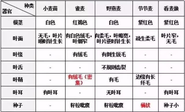 开春，麦田除草大指南！