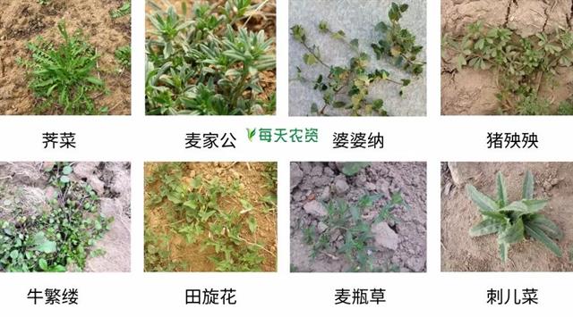 开春，麦田除草大指南！