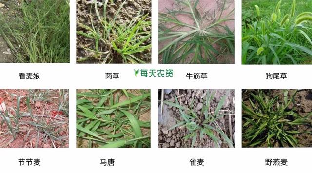 开春，麦田除草大指南！