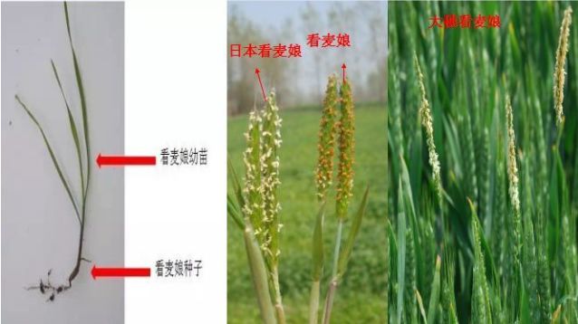 开春，麦田除草大指南！