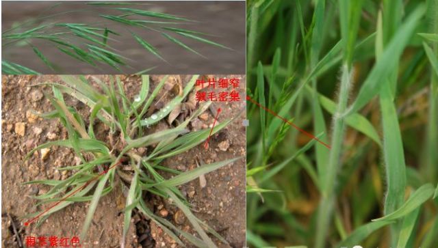 开春，麦田除草大指南！