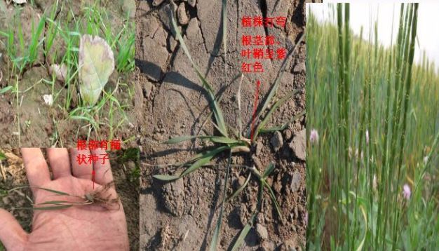 开春，麦田除草大指南！