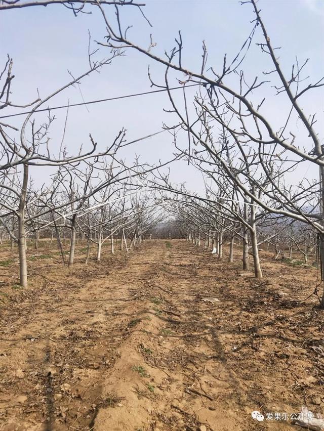 核桃截干栽植丰产技术(视频)
