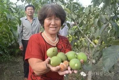 核桃园冬季管理(12月至翌年2月)