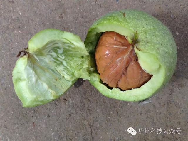核桃园冬季管理(12月至翌年2月)