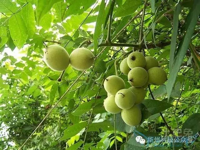 核桃园冬季管理(12月至翌年2月)