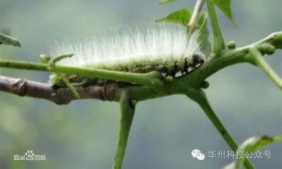 核桃园冬季管理(12月至翌年2月)