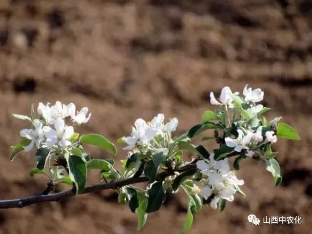 果树花前为什么要追肥?