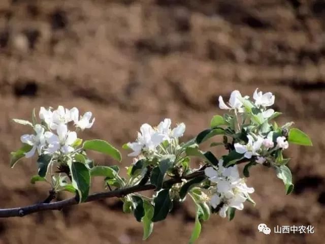 果树花前为什么要追肥？