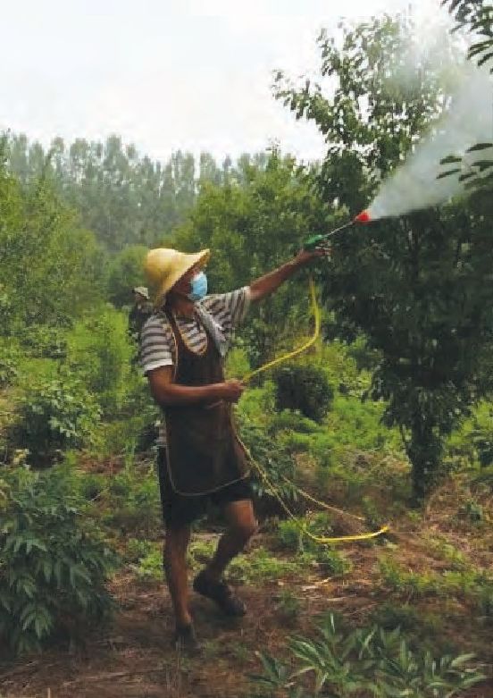 大樱桃园精细管理年历