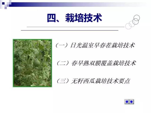 34个课件讲述种植西瓜