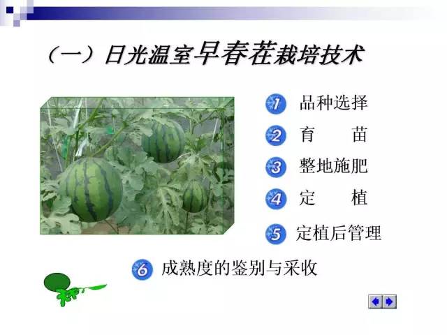 34个课件讲述种植西瓜