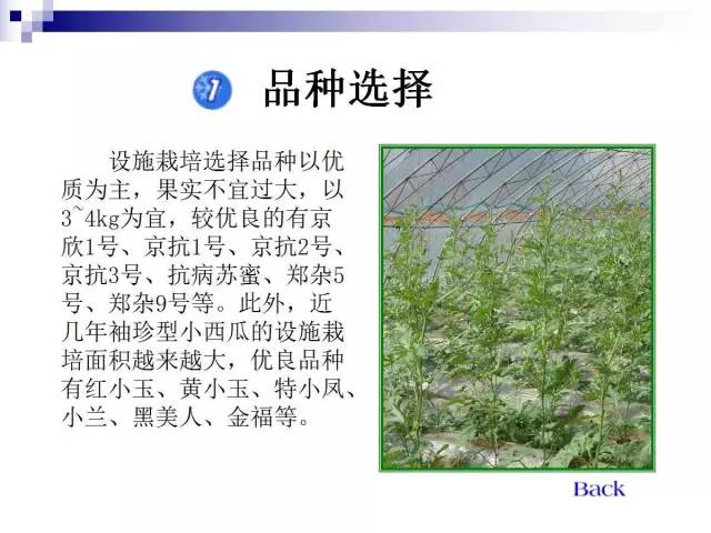 34个课件讲述种植西瓜