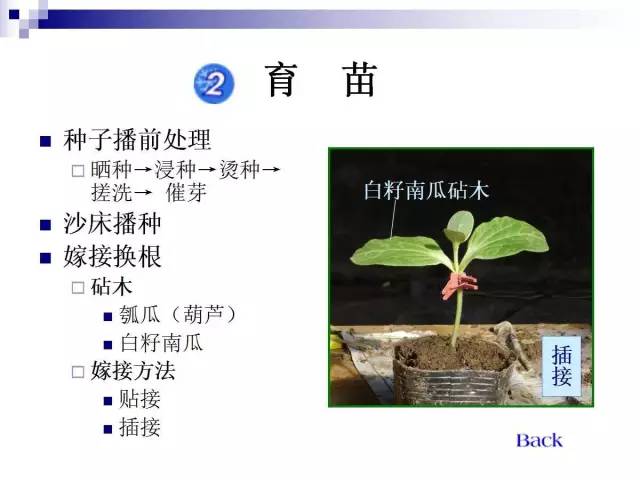 34个课件讲述种植西瓜