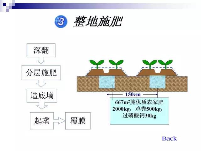 34个课件讲述种植西瓜