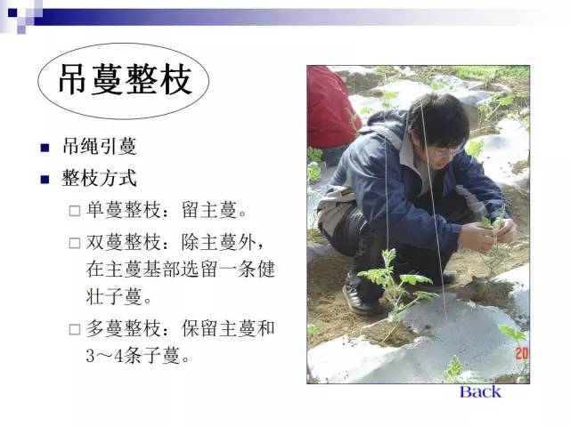 34个课件讲述种植西瓜