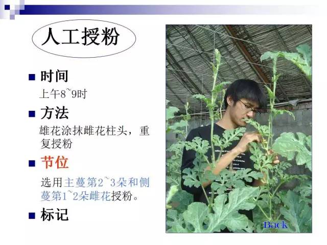 34个课件讲述种植西瓜