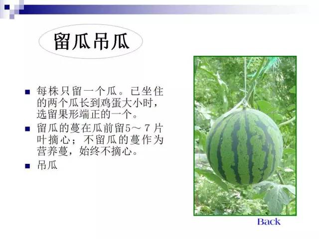 34个课件讲述种植西瓜