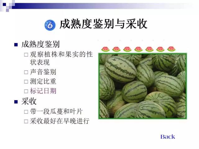 34个课件讲述种植西瓜