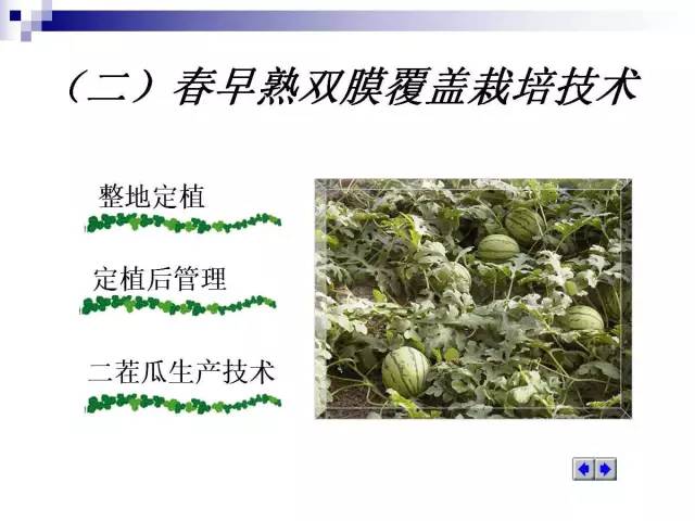 34个课件讲述种植西瓜
