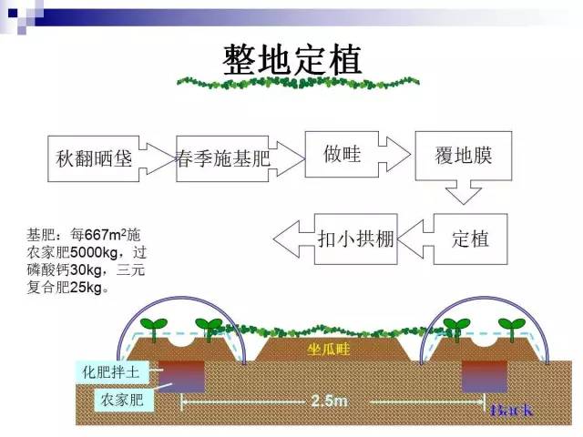 34个课件讲述种植西瓜