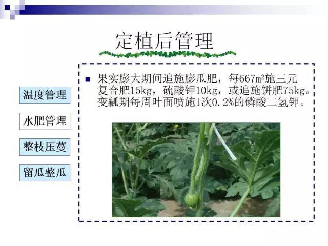 34个课件讲述种植西瓜