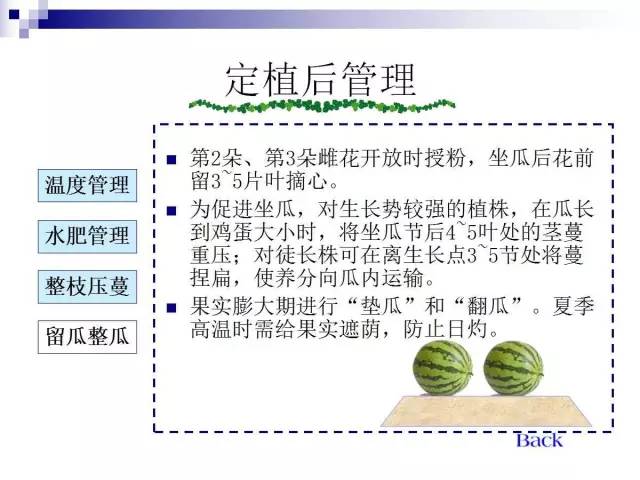 34个课件讲述种植西瓜