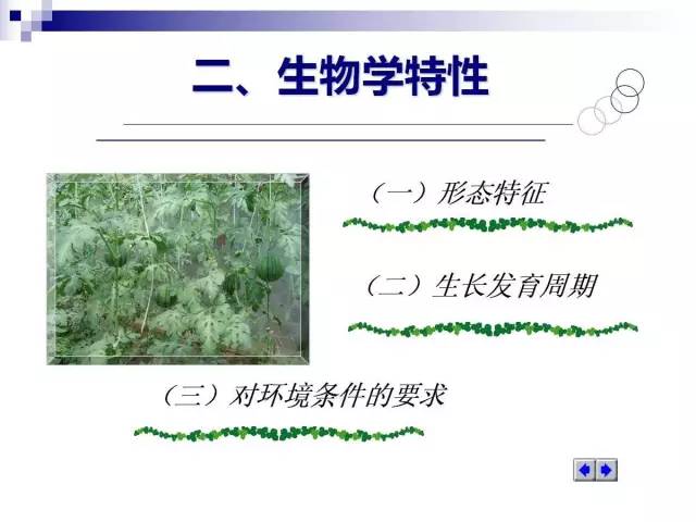 34个课件讲述种植西瓜