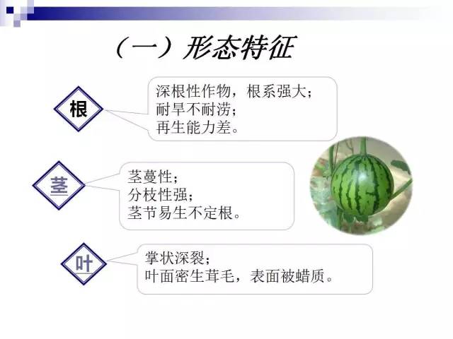 34个课件讲述种植西瓜