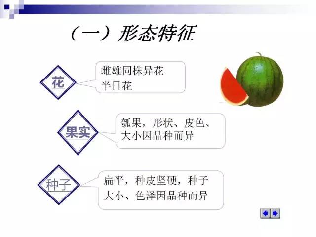 34个课件讲述种植西瓜