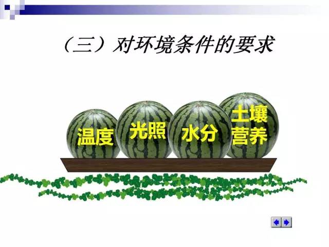 34个课件讲述种植西瓜