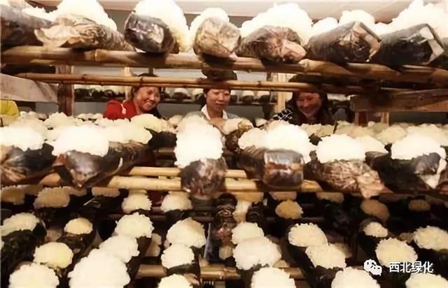 银耳高效栽培技术