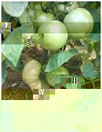 果园经济效益增长的催化剂(视频)