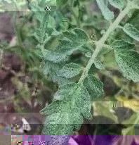 果实炭疽病的综合防控(视频)