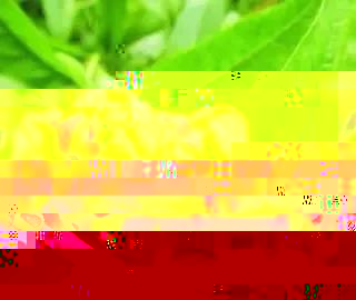 春季注意及时防治桃树缩叶病！