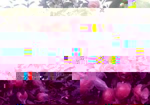 怎样生产全红的富士苹果 ?