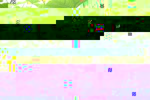 温室黄瓜管理三部曲