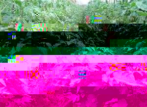 西红柿的定植和种植问题