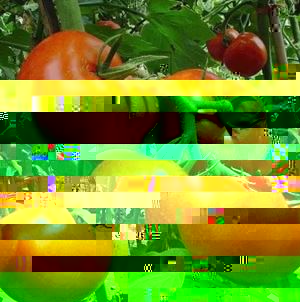 西红柿的定植和种植问题
