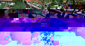 果园生草技术