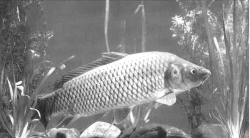 鲤鱼的生物学特征
